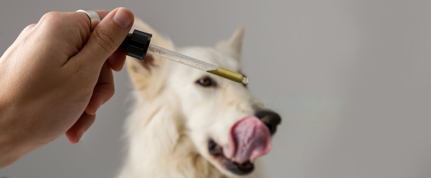 Supplementing your dog’s diet. Part 1: Oils