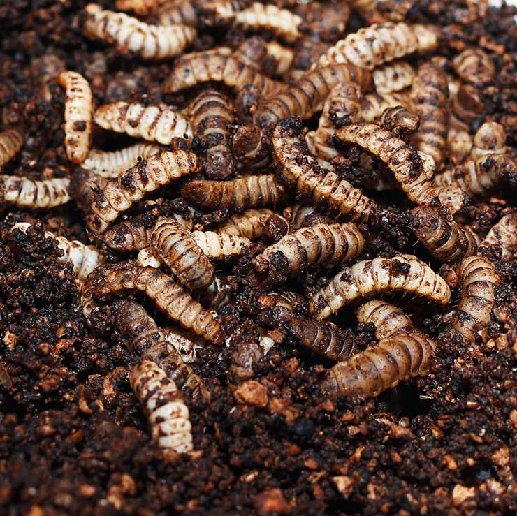 Black soldier fly larvae in dog food