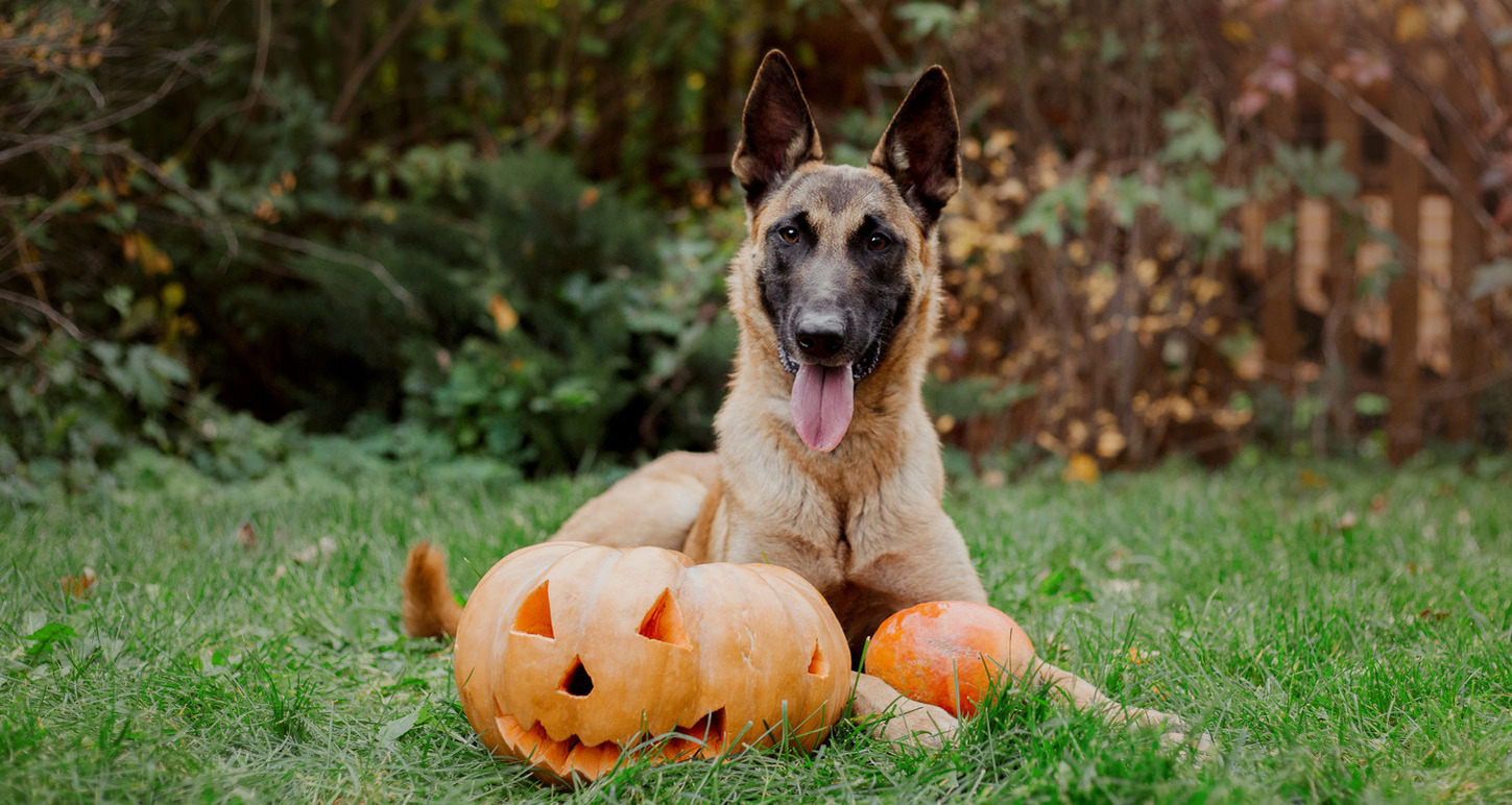 Can My Dog Eat Pumpkin Your Ultimate Guide