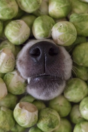 safe sprouts for dogs