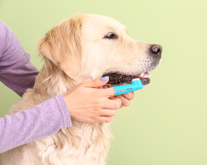 Dental Health for Dogs