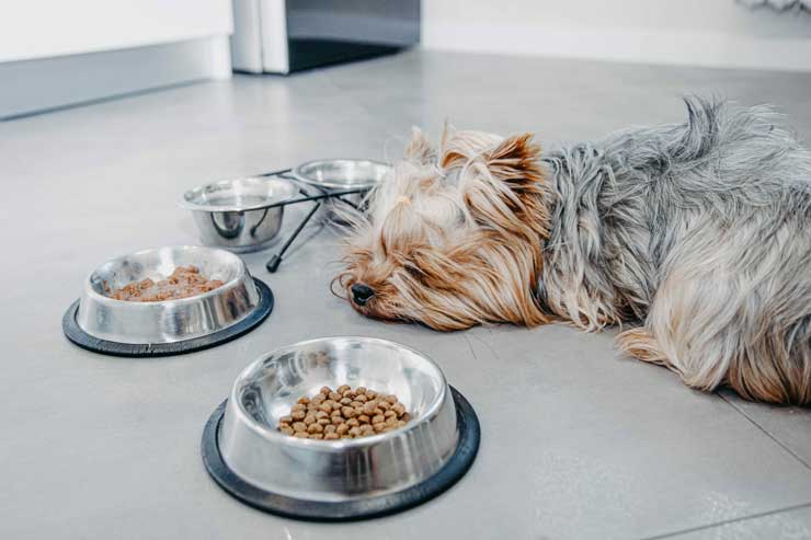 Feeding dogs with liver disease