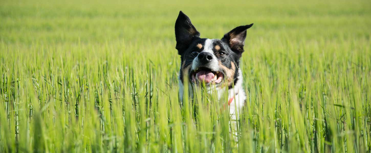 Is rawhide dangerous for dogs?