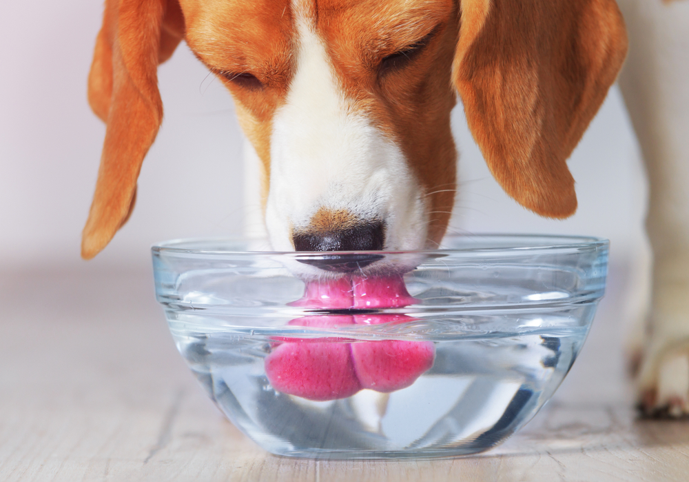 Dog drinking