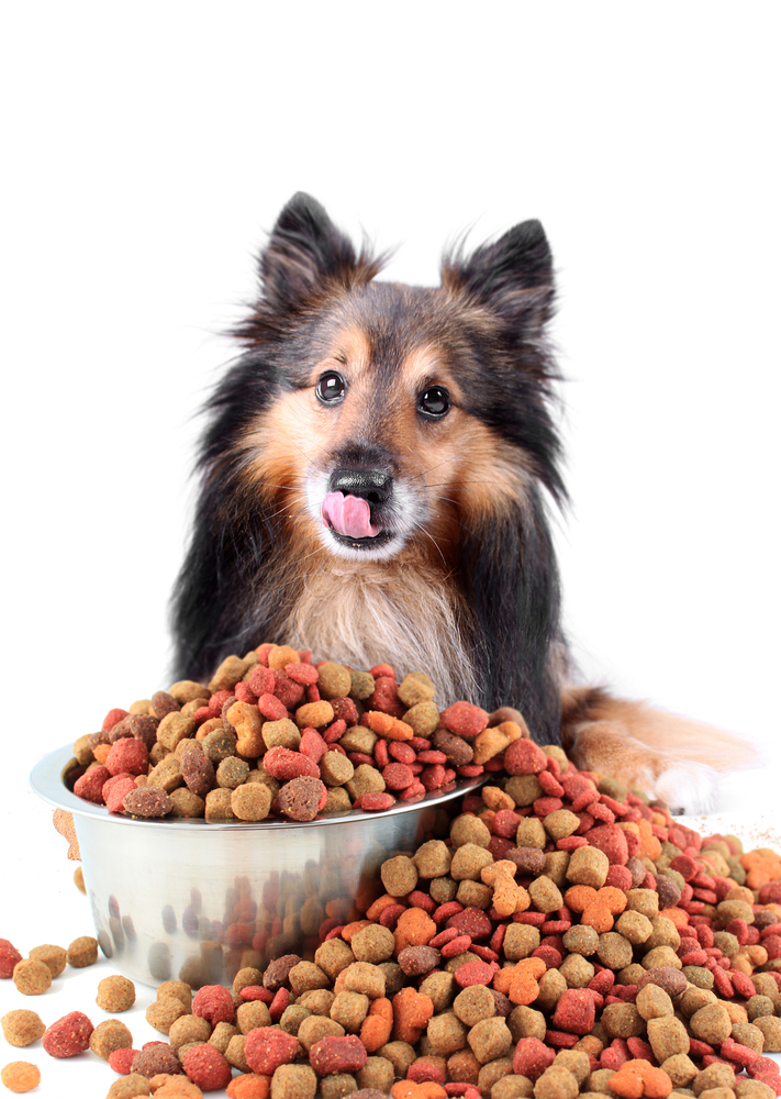 Dog with food