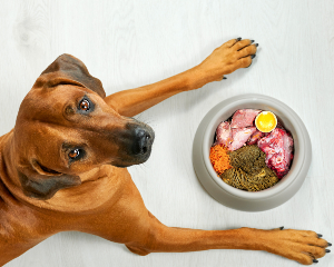 Enhanced Dog Nutrition