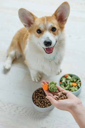 healthier dog diet