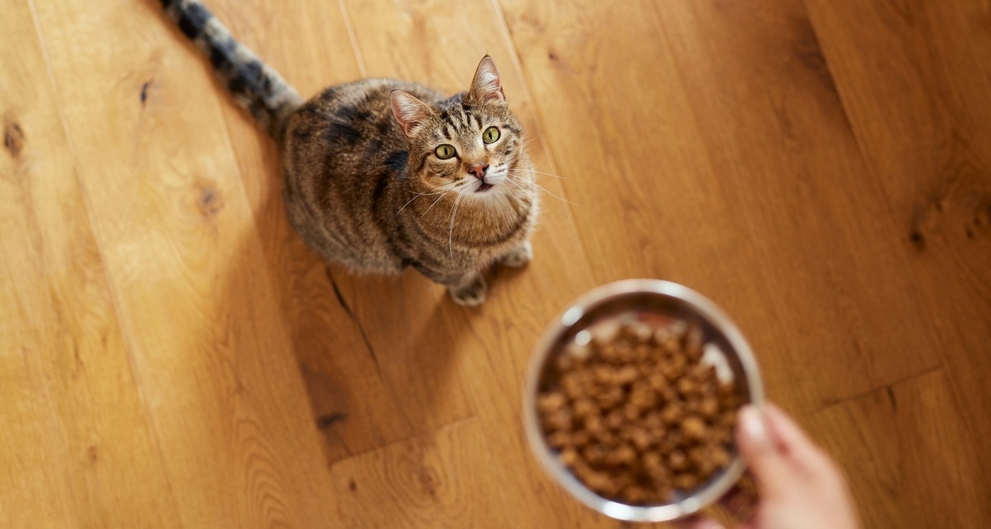 Different types of cat food best sale