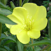 Evening Primrose Oil