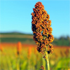 Sorghum