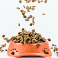 Your Guide to Dry Dog Food – What’s Best for Your Dog