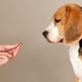 One Minute Articles - How to Save Money on Your Dog’s Joint Supplements