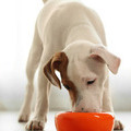 One Minute Articles - The Nutritional Differences Between Wet, Dry, and Raw Dog Food