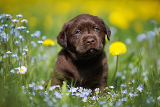 What Makes Labradors The UK's Most Popular Breed?