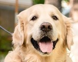 The Benefits of Adopting a Senior Dog