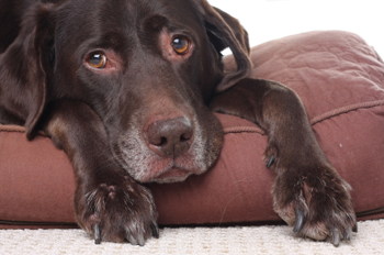 Canine pancreatitis symptoms