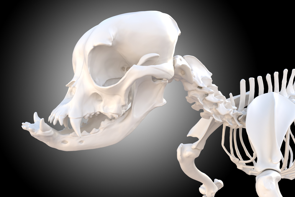 brachycephalic