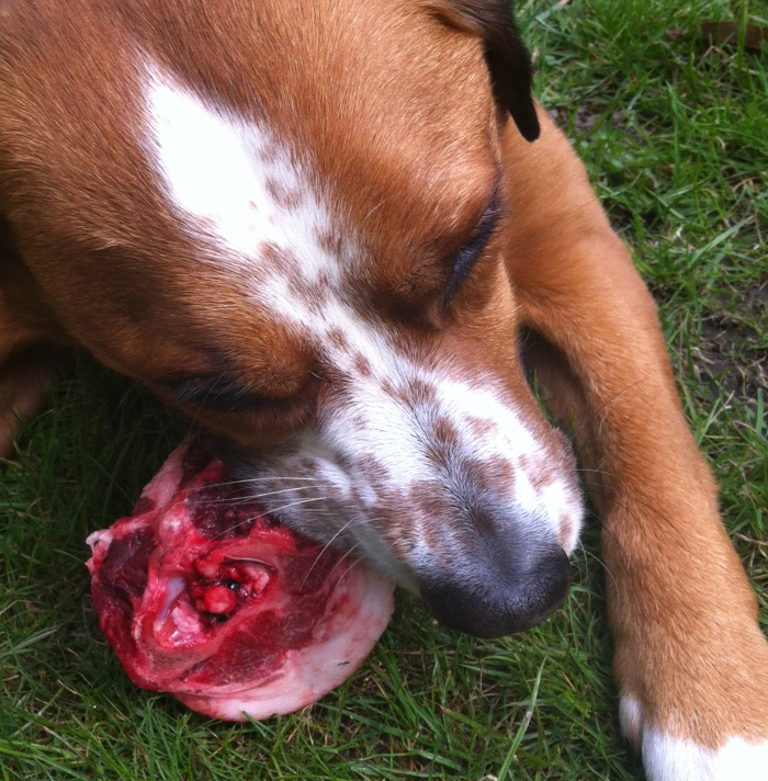 Dog eating raw bone