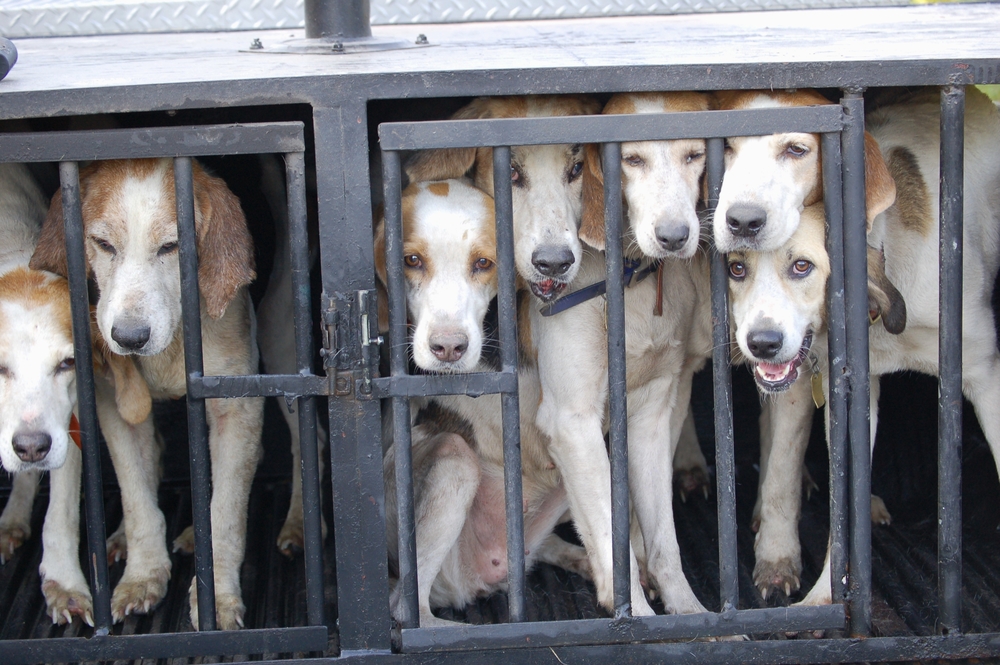 dog in cage