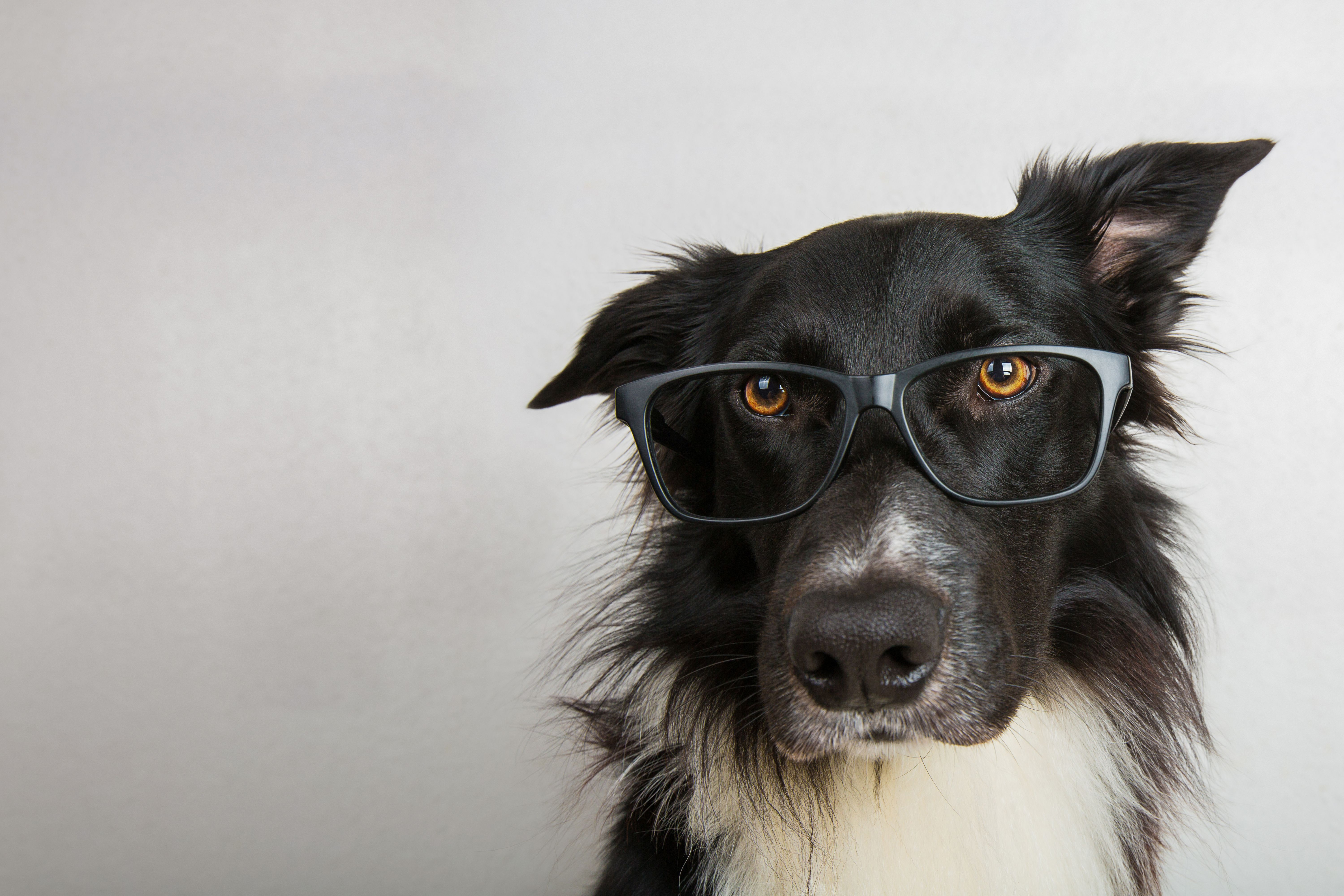 dog glasses