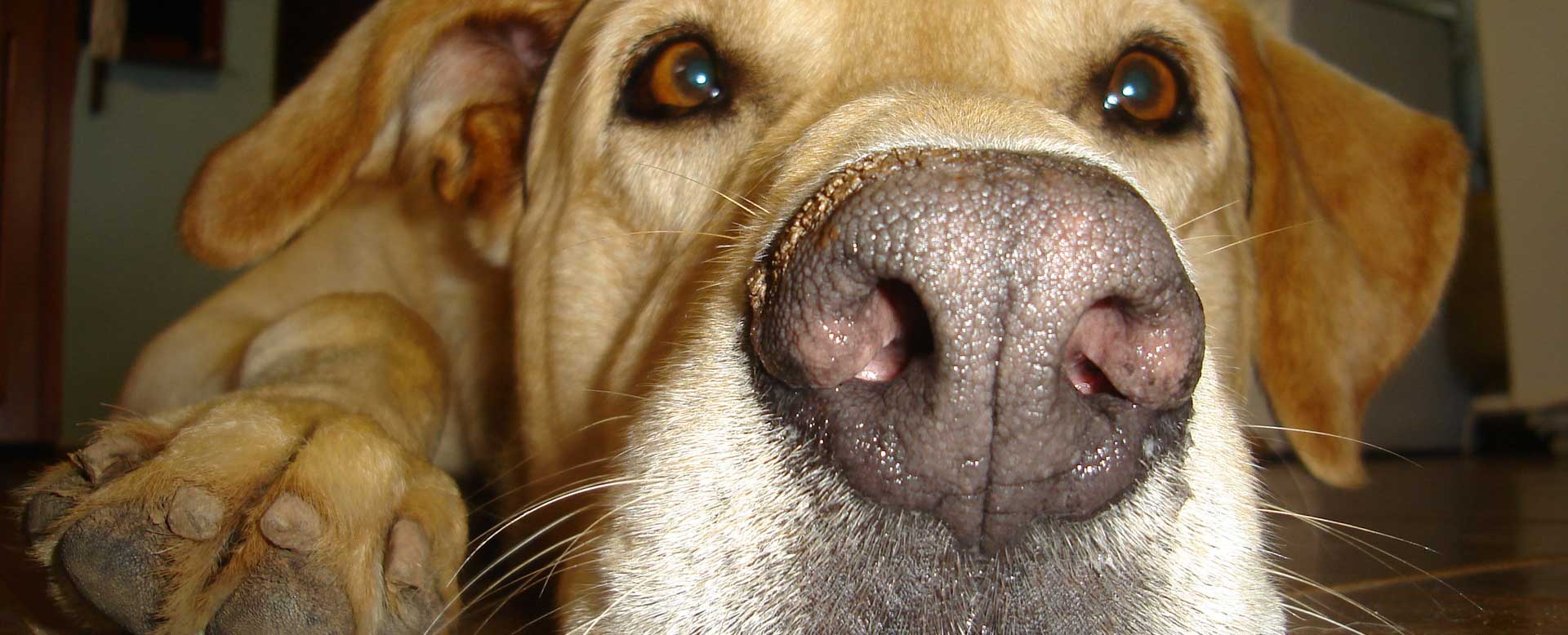 Feeding senior dogs