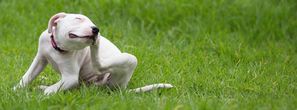 Feeding itchy dogs