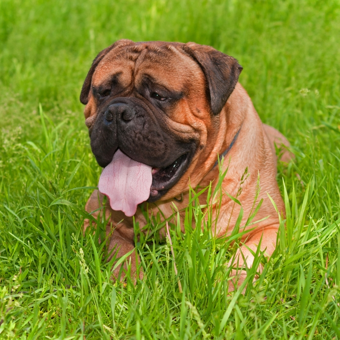 bull mastiff