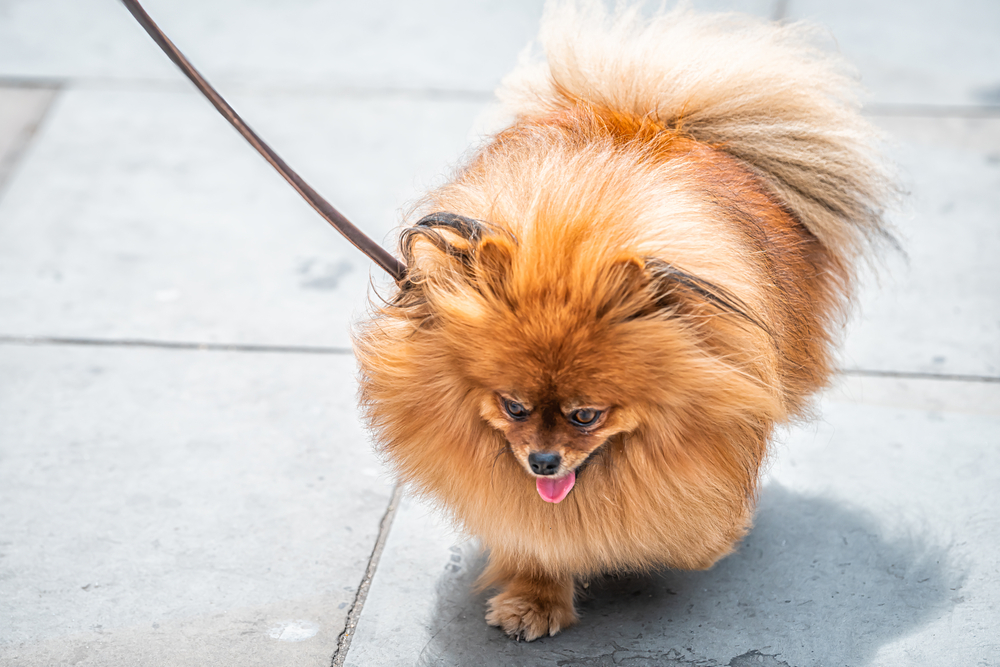 dog on concrete