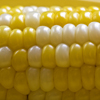 Maize / Corn