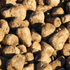 Sugar Beet