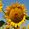 Sunflower oil