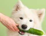 5 Safe Human Foods for Dogs