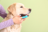 Does your dog's diet impact their dental health?