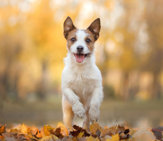 Healthy Autumnal Foods for Your Dog