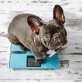 How to Maintain a Healthy Weight for Your Dog