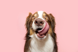 Transitioning Your Dog to a New Diet: A Step-by-Step Guide