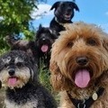 The UK's Most Popular Dog Breeds 2025