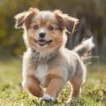 What to Feed a Puppy - The Complete Guide for New Pet Parents