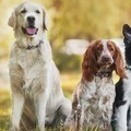 Best Dog Food for Medium Dogs: What to Feed Your Medium-Sized Companion